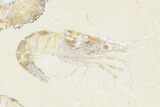 Three, Large Cretaceous Fossil Shrimp - Hjoula, Lebanon #173359-3